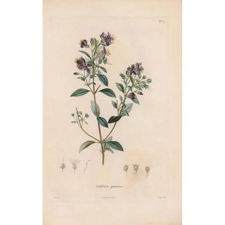 Alexander von Humboldt - Botanique Pl16.webp