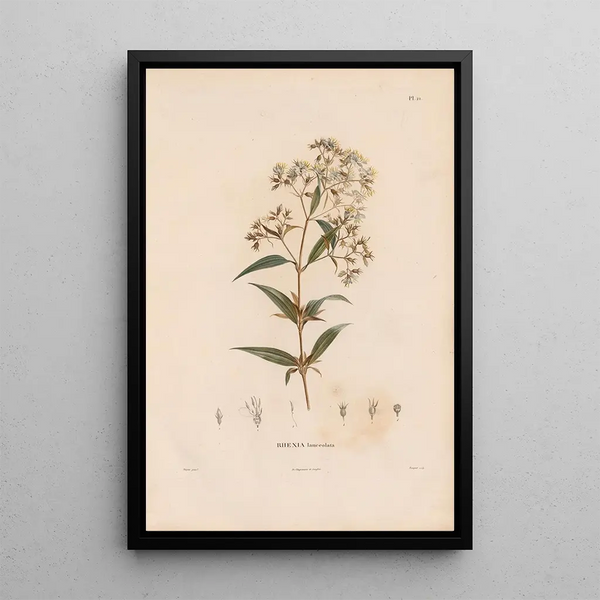 Alexander von Humboldt - Botanique Pl19.webp