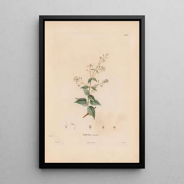 Alexander von Humboldt - Botanique Pl24.webp