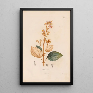 Alexander von Humboldt - Botanique Pl28.webp