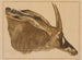 Antilope hippotrague - Alexandre Iacovleff — näkymä teoksesta