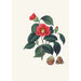 Kuvaukset ja kuvaukset kasveista, jotka muodostavat Camellieae-ordinaalin luonnollisen järjestyksen Pl01 - Alfred Chandler — näkymä teoksesta