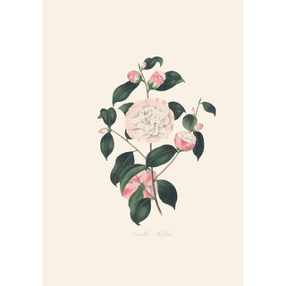 Alfred Chandler - Illustrations and descriptions of the plants which compose the natural order Camellieae Pl02.webp