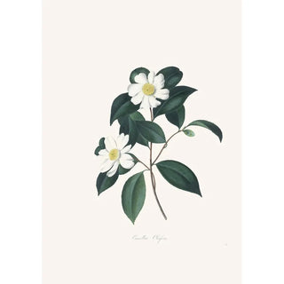 Alfred Chandler - Illustrations and descriptions of the plants which compose the natural order Camellieae Pl03.webp