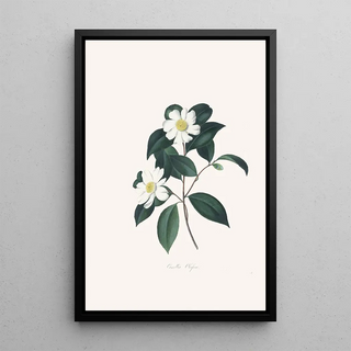 Alfred Chandler - Illustrations and descriptions of the plants which compose the natural order Camellieae Pl03.webp