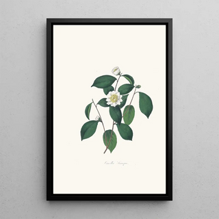 Alfred Chandler - Illustrations and descriptions of the plants which compose the natural order Camellieae Pl05.webp