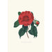 Kuvaukset ja kuvaukset kasveista, jotka muodostavat Camellieae-ordinaalin luonnollisen järjestyksen Pl10 - Alfred Chandler