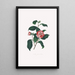 Kuvaukset ja kuvaukset kasveista, jotka muodostavat Camellieae-ordyn luonnollisen järjestyksen Pl13 - Alfred Chandler