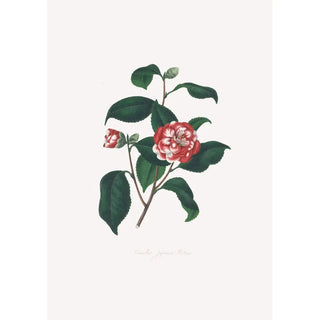 Alfred Chandler - Illustrations and descriptions of the plants which compose the natural order Camellieae Pl13.webp