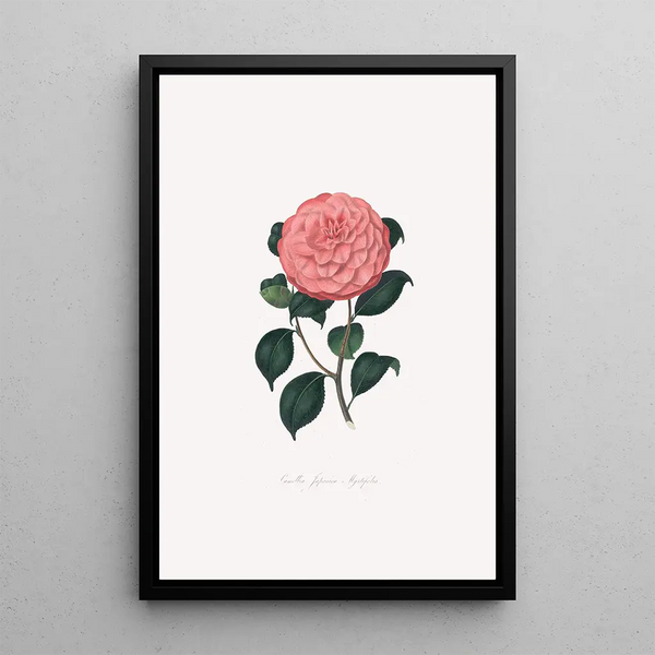 Alfred Chandler - Illustrations and descriptions of the plants which compose the natural order Camellieae Pl14.webp