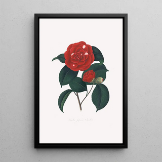 Alfred Chandler - Illustrations and descriptions of the plants which compose the natural order Camellieae Pl16.webp