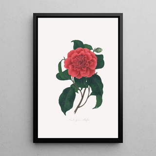 Alfred Chandler - Illustrations and descriptions of the plants which compose the natural order Camellieae Pl20.webp