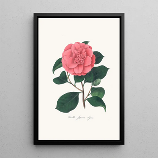 Alfred Chandler - Illustrations and descriptions of the plants which compose the natural order Camellieae Pl26.webp