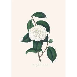 Alfred Chandler - Illustrations and descriptions of the plants which compose the natural order Camellieae Pl27.webp