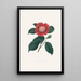 Kuvaukset ja kuvaukset kasveista, jotka muodostavat Camellieae-ordyn luonnollisen järjestyksen Pl31 - Alfred Chandler