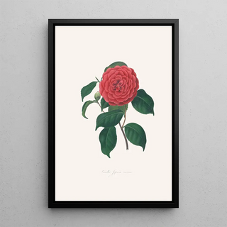 Alfred Chandler - Illustrations and descriptions of the plants which compose the natural order Camellieae Pl34.webp