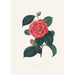 Kuvaukset ja kuvaukset kasveista, jotka muodostavat Camellieae-ordinaatin luonnollisen järjestyksen Pl35 - Alfred Chandler