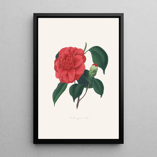 Alfred Chandler - Illustrations and descriptions of the plants which compose the natural order Camellieae Pl37.webp