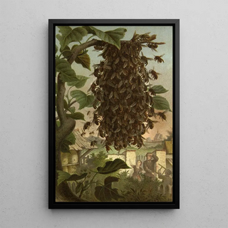 Alfred Edmund Brehm - Die Insekten Tausendfussler und Spinnen Pl 08.webp