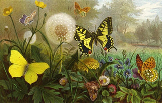 Alfred Edmund Brehm - Die Insekten Tausendfussler und Spinnen Pl 10.webp