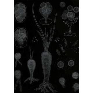 Alfred Frdol - Dveloppement des Algues.webp