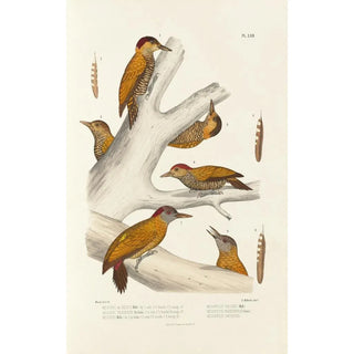 Alfred Malherbe - Monographie des picides pl01.webp