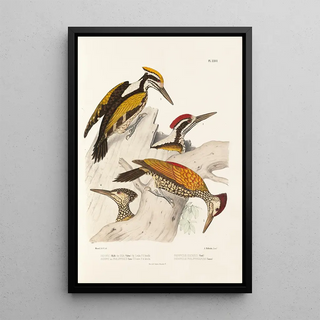 Alfred Malherbe - Monographie des picides pl05.webp