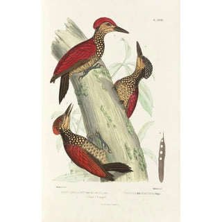 Alfred Malherbe - Monographie des picides pl07.webp