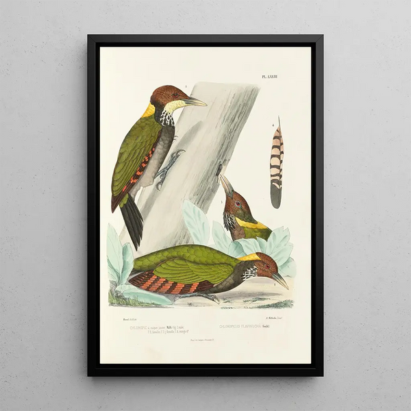 Alfred Malherbe - Monographie des picides pl12.webp