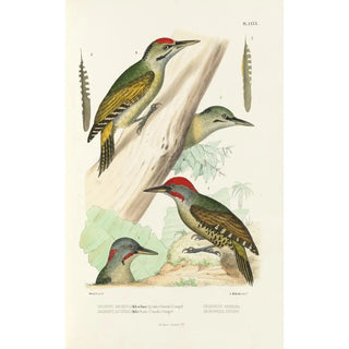 Alfred Malherbe - Monographie des picides pl19.webp