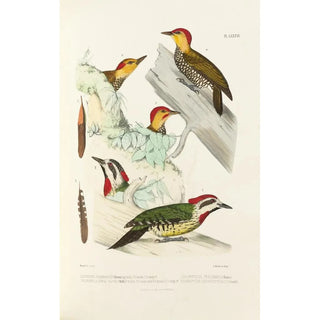 Alfred Malherbe - Monographie des picides pl25.webp