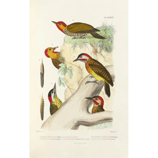 Alfred Malherbe - Monographie des picides pl26.webp
