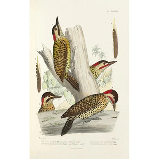 Alfred Malherbe - Monographie des picides pl27.webp