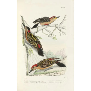 Alfred Malherbe - Monographie des picides pl36.webp