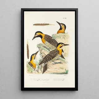 Alfred Malherbe - Monographie des picides pl37.webp
