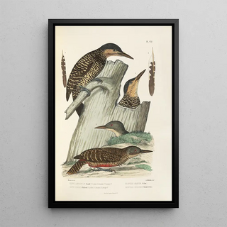 Alfred Malherbe - Monographie des picides pl40.webp