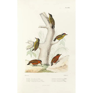 Alfred Malherbe - Monographie des picides pl48.webp