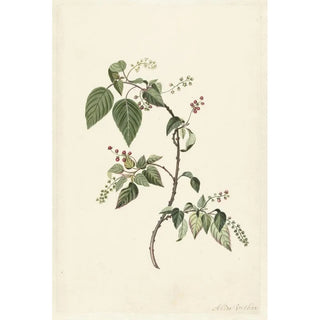 Alida Withoos - Branch of a Redcurrant.webp