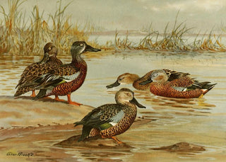 Allan Brooks - Australian Shoveller South African Shoveller Red Shoveller.webp
