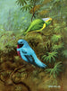Tangara du Costa Rica et joli cotinga - Allan Brooks — näkymä teoksesta