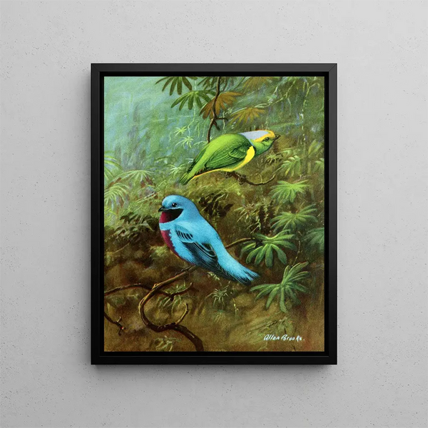 Tangara du Costa Rica et joli cotinga - Allan Brooks — kehystetty taideteos seinällä