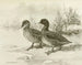 Canard tacheté - Allan Brooks — näkymä teoksesta