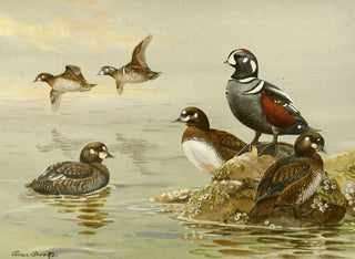 Allan Brooks - Harlequin Duck.webp