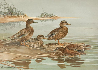Allan Brooks - Hawaiian Duck Oustalets Gray Duck.webp