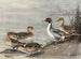 Canard pilet chilien - Allan Brooks — näkymä teoksesta