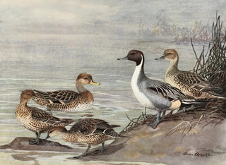 Canard pilet chilien - Allan Brooks — näkymä teoksesta