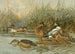 Canard souchet - Allan Brooks — näkymä teoksesta