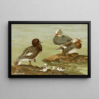 Allan Brooks - Steamer Duck.webp