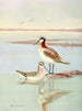 Phalarope de Wilson - Allan Brooks — näkymä teoksesta