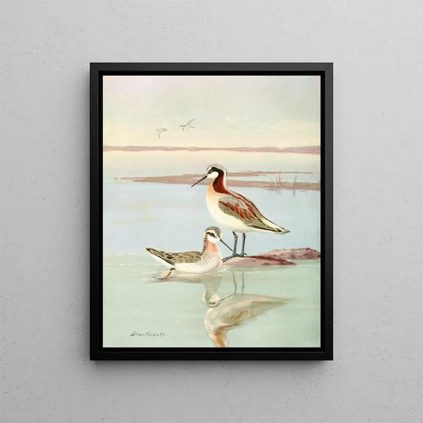 Phalarope de Wilson - Allan Brooks — kehystetty taideteos seinällä